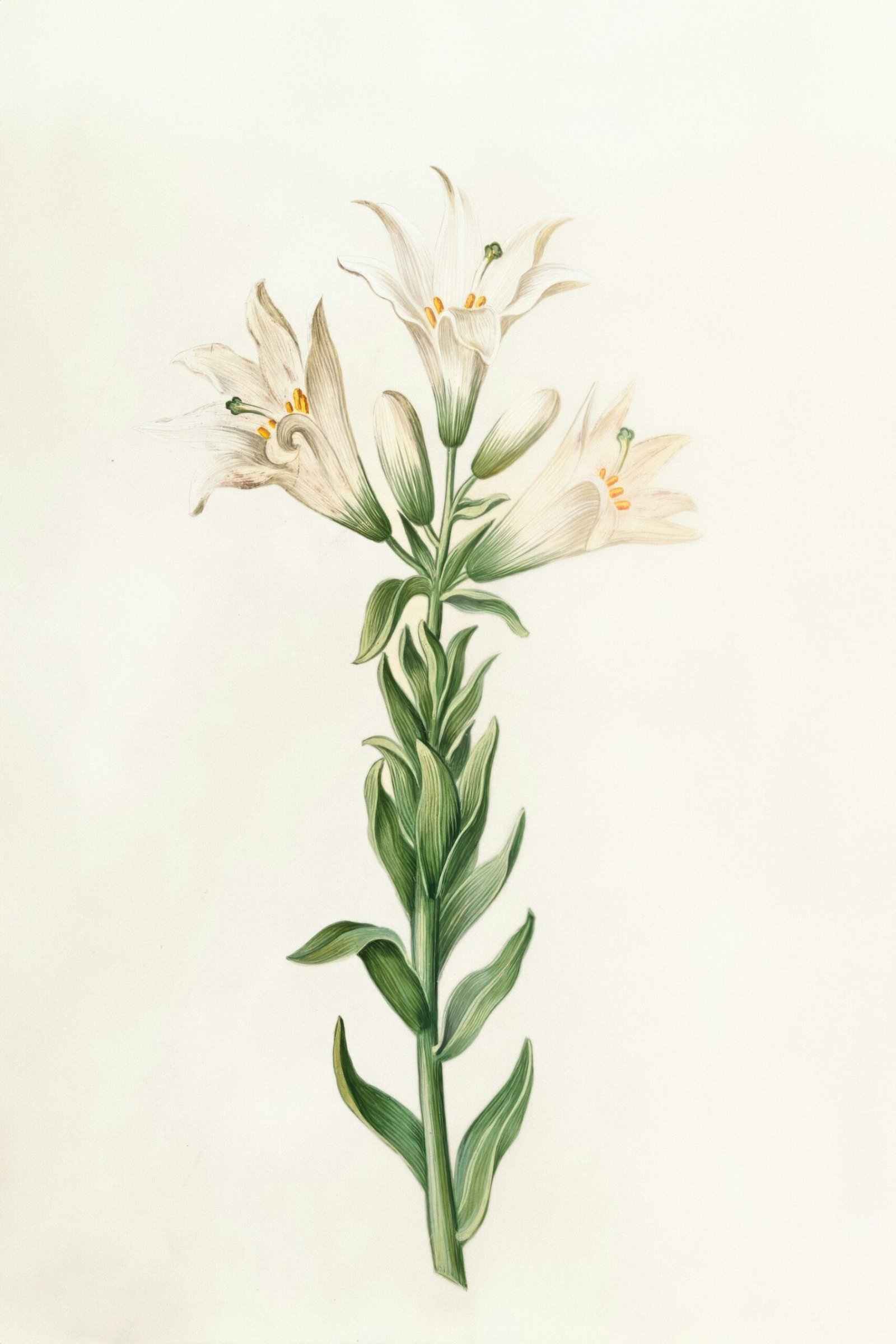 White lilies on a green stem