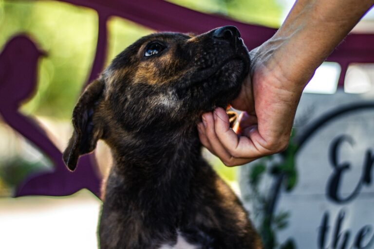 A person crouching down to hold a small brown and white dog close to their chest.